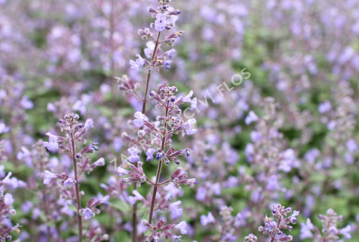 Šanta zkřížená 'Purrsian Blue' - Nepeta x faassenii 'Purrsian Blue'