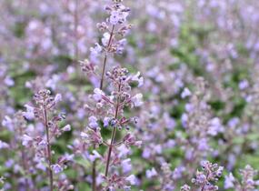 Šanta zkřížená 'Purrsian Blue' - Nepeta x faassenii 'Purrsian Blue'