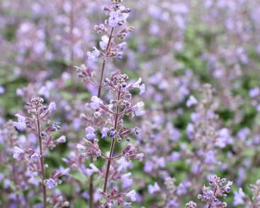 Šanta zkřížená 'Purrsian Blue'