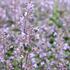 Nepeta x faassenii 'Purrsian Blue'.JPG