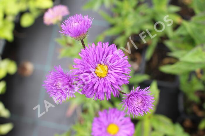 Turan 'Schwarzes Meer' - Erigeron 'Schwarzes Meer'