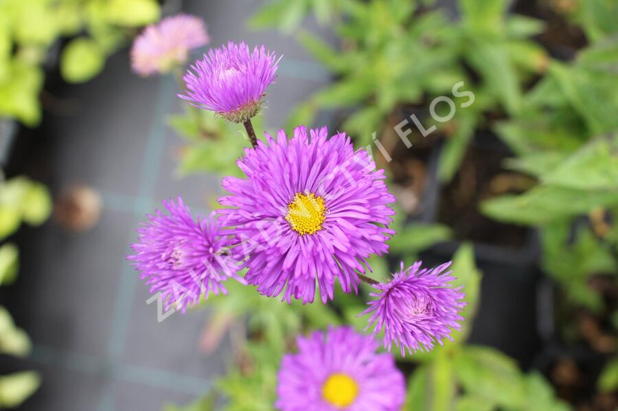 Turan 'Schwarzes Meer' - Erigeron 'Schwarzes Meer'