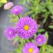 Turan 'Schwarzes Meer' - Erigeron 'Schwarzes Meer'