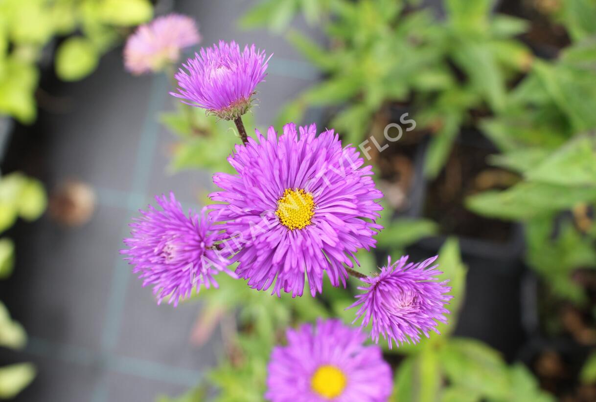 Turan 'Schwarzes Meer' - Erigeron 'Schwarzes Meer'