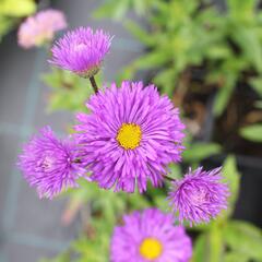 Turan 'Schwarzes Meer' - Erigeron 'Schwarzes Meer'