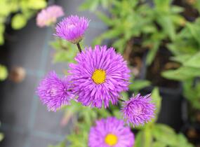 Turan 'Schwarzes Meer' - Erigeron 'Schwarzes Meer'
