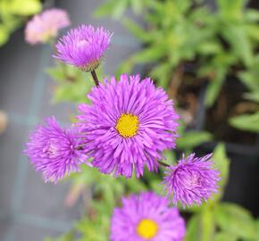 Turan 'Schwarzes Meer' - Erigeron 'Schwarzes Meer'