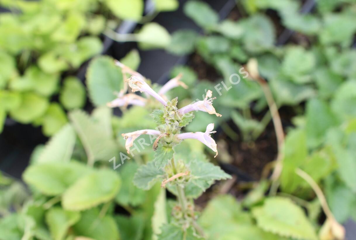 Čistec velkokvětý 'Morning Blush' - Stachys grandiflora 'Morning Blush'