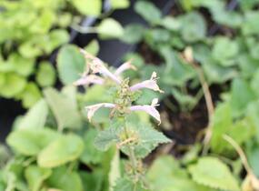 Čistec velkokvětý 'Morning Blush' - Stachys grandiflora 'Morning Blush'