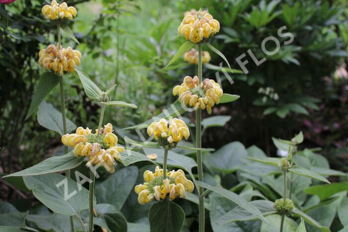 Sápa Russelova - Phlomis russeliana