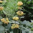 Sápa Russelova - Phlomis russeliana