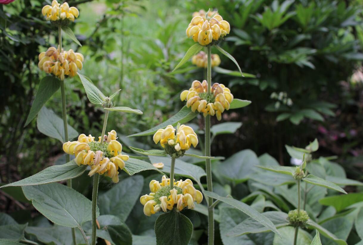 Sápa Russelova - Phlomis russeliana