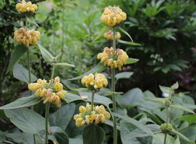 Sápa Russelova - Phlomis russeliana