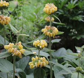Sápa Russelova - Phlomis russeliana