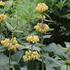 Phlomis russeliana.JPG