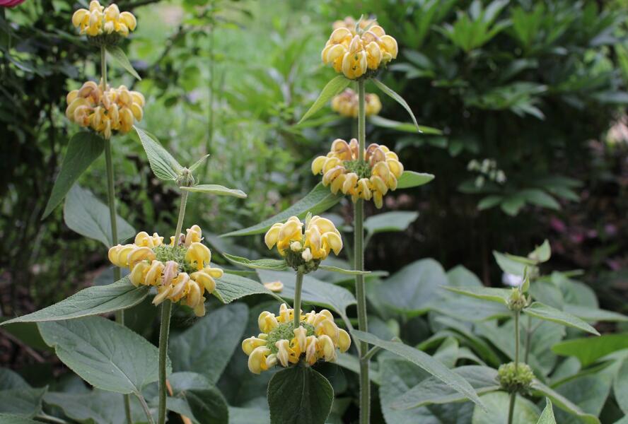 Sápa Russelova - Phlomis russeliana