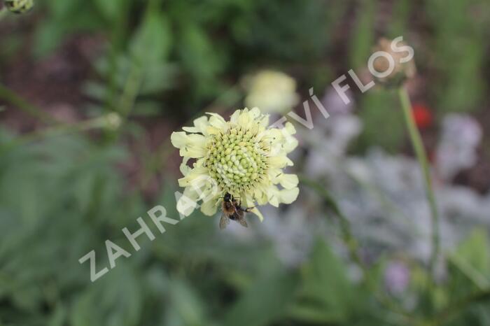Hlavatka obrovská - Cephalaria gigantea
