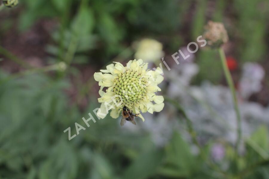 Hlavatka obrovská - Cephalaria gigantea