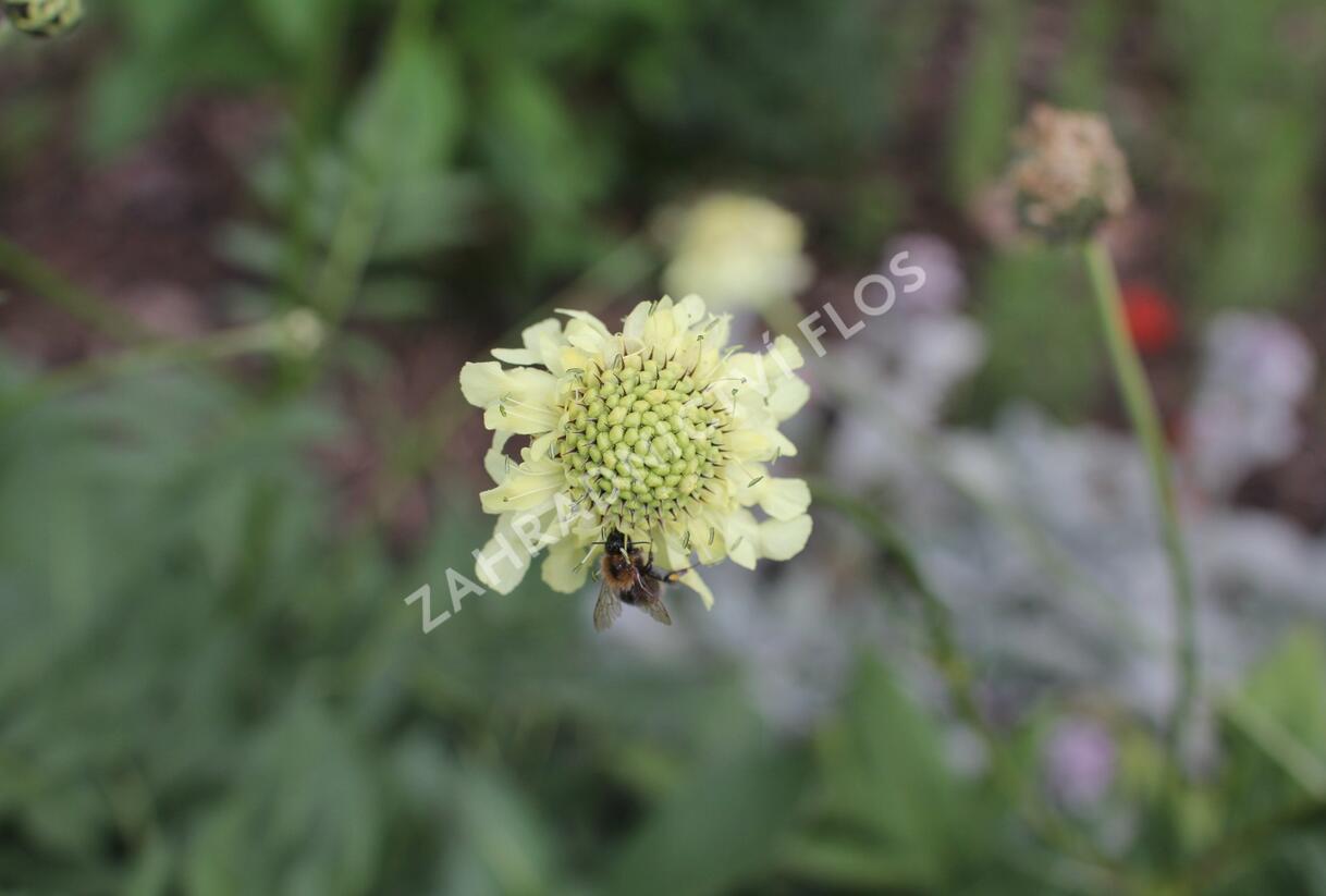 Hlavatka obrovská - Cephalaria gigantea