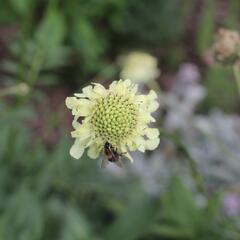 Hlavatka obrovská - Cephalaria gigantea