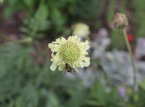 Hlavatka obrovská - Cephalaria gigantea