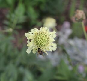 Hlavatka obrovská - Cephalaria gigantea