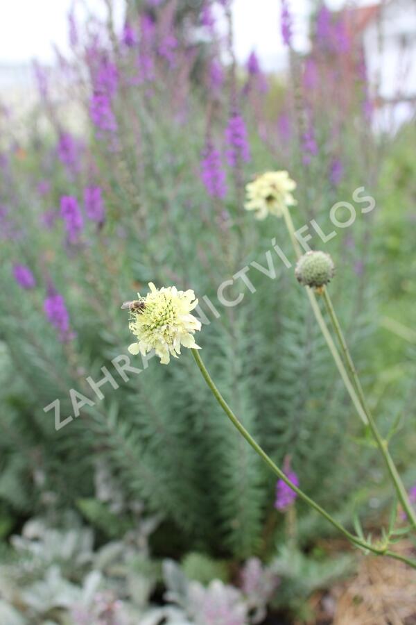 Hlavatka obrovská - Cephalaria gigantea
