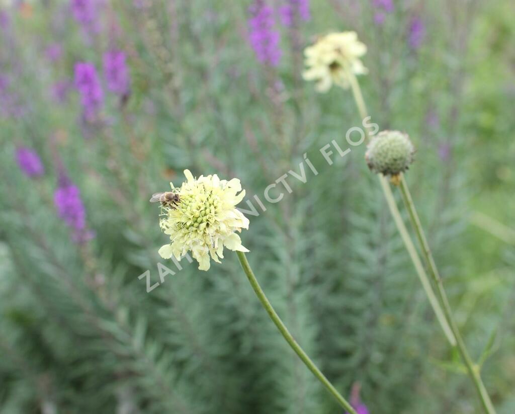 Hlavatka obrovská - Cephalaria gigantea
