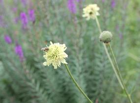 Hlavatka obrovská - Cephalaria gigantea