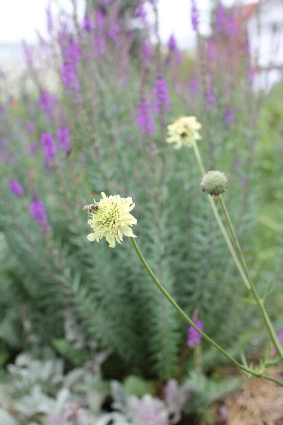 Cephalaria gigantea