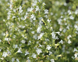 Marulka lékařská 'Marvelette White'