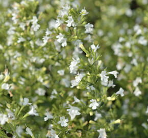Marulka lékařská 'Marvelette White'
