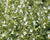 Marulka lékařská 'Marvelette White'