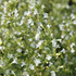 Calamintha nepeta 'Marvelette White'.png