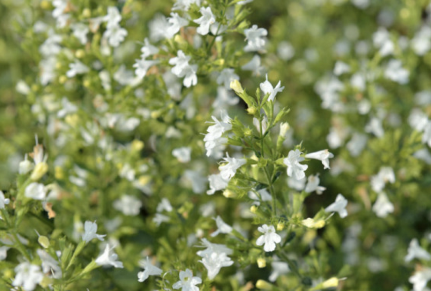Marulka lékařská 'Marvelette White' - Calamintha nepeta 'Marvelette White'