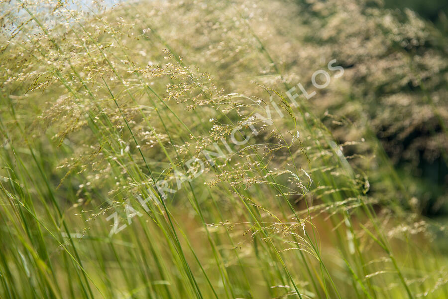 Trvalkový záhon na slunce Domácí kvítí - Domácí kvítí