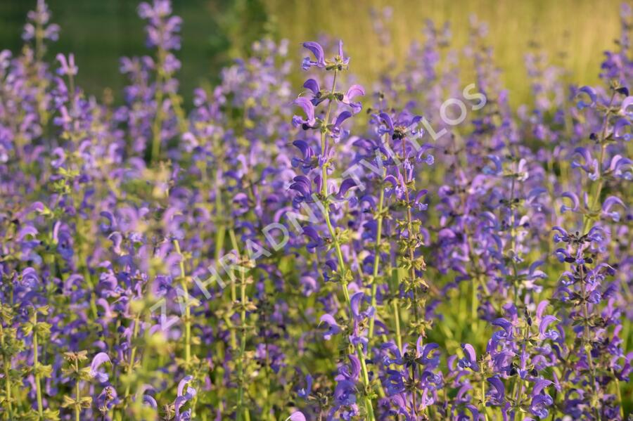 Trvalkový záhon na slunce Domácí kvítí - Domácí kvítí