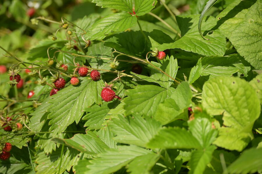 Trvalkový záhon na slunce Slunná stráň - Slunná stráň