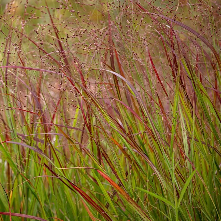 Trvalkový záhon na slunce Slunečné léto - Slunečné léto