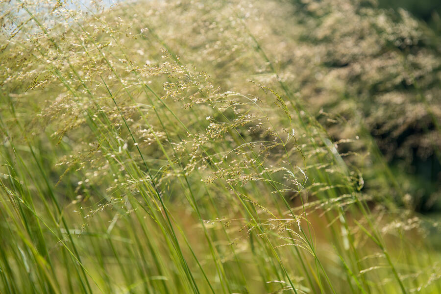 Trvalkový záhon na slunce Slunečné léto - Slunečné léto