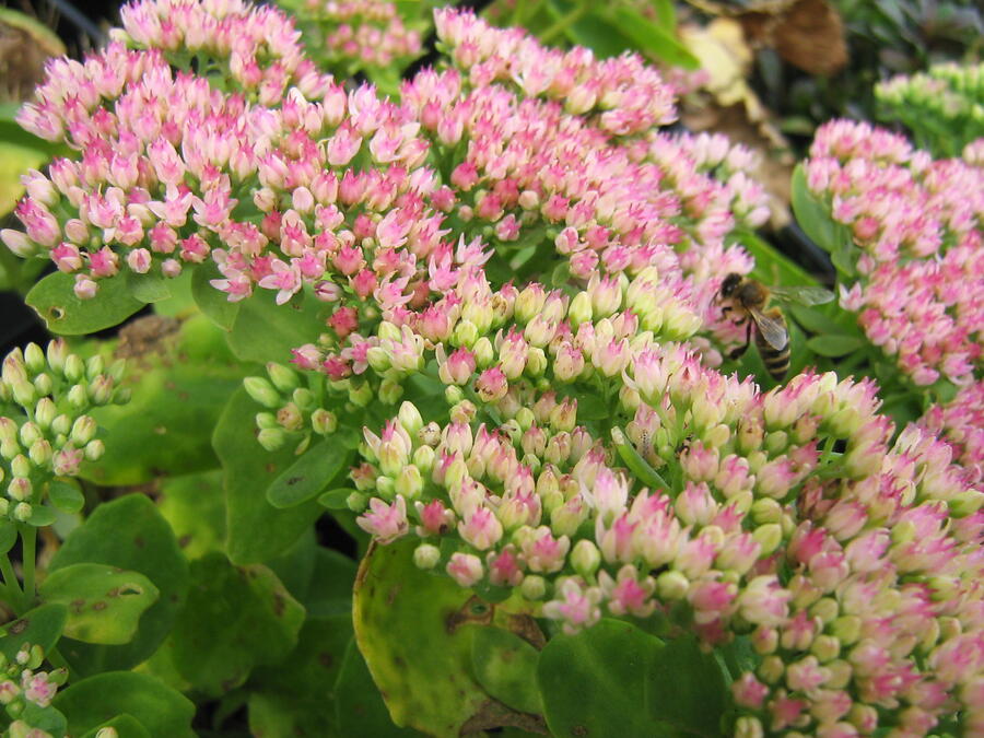 Trvalkový záhon na slunce Slunečné léto - Slunečné léto