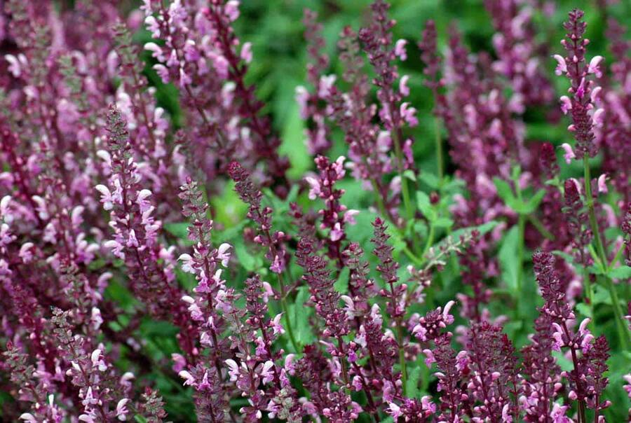 Trvalkový záhon na slunce Slunečné léto - Slunečné léto