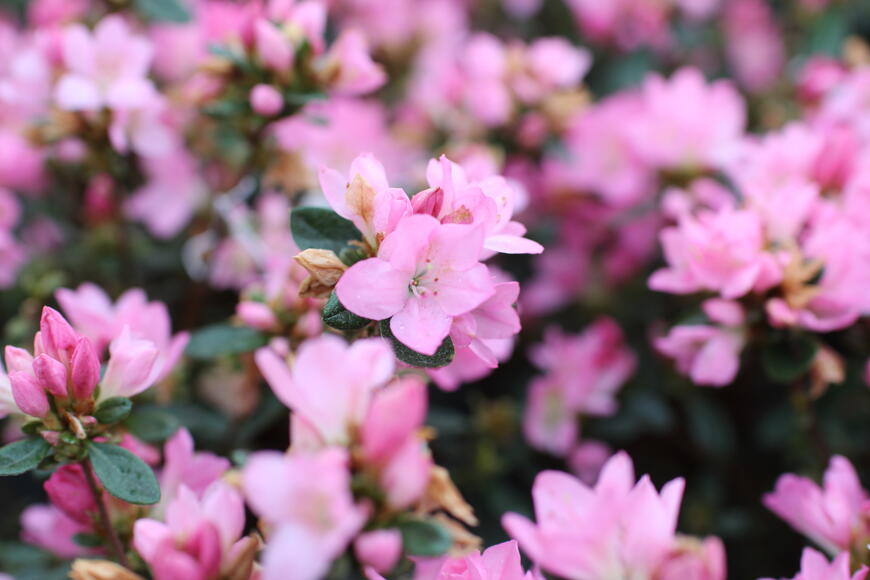 Azalea japonica ''Gilbert Mullie''_02