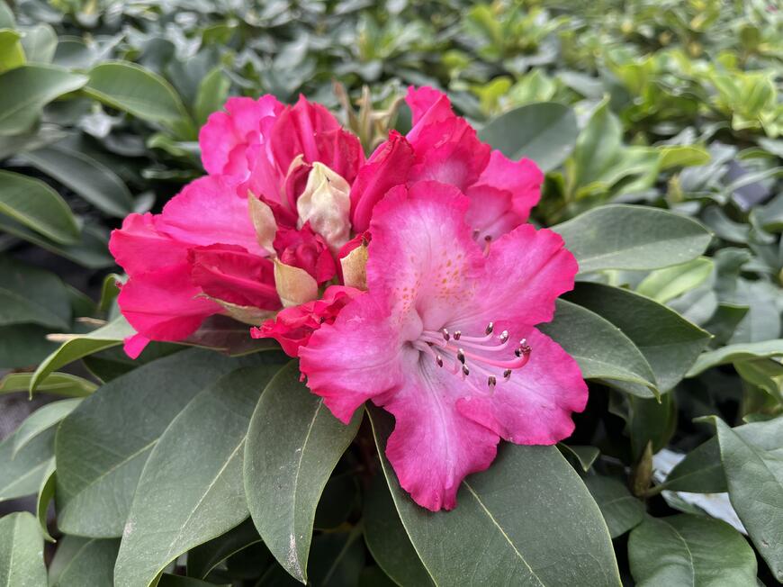 Rhododendron ''XXL''