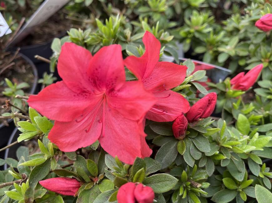 Azalea japonica ''Gorbela Red''