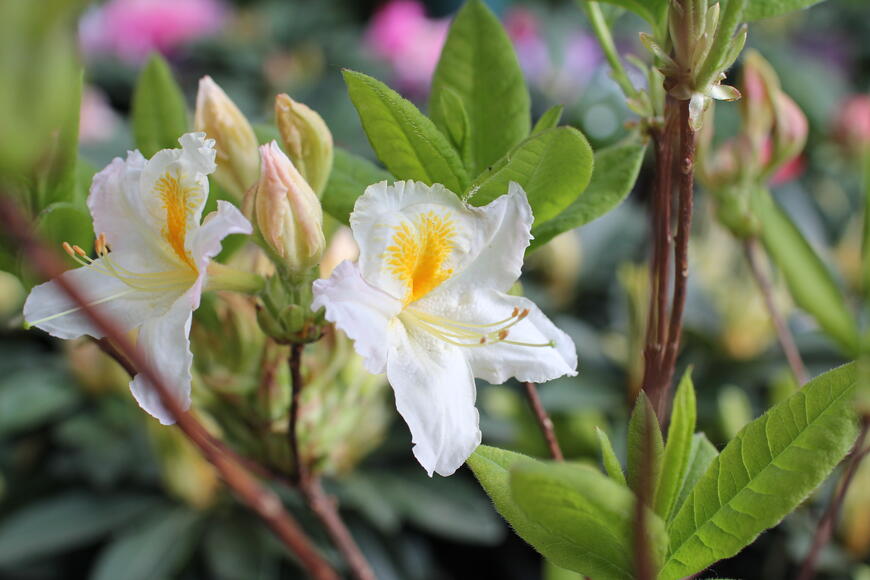 Azalea (KH) ''Möwe''