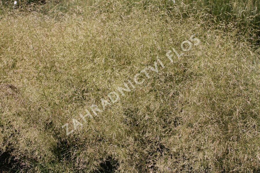 Trvalkový záhon do polostínu Barevná nezávislost - Barevná nezávislost