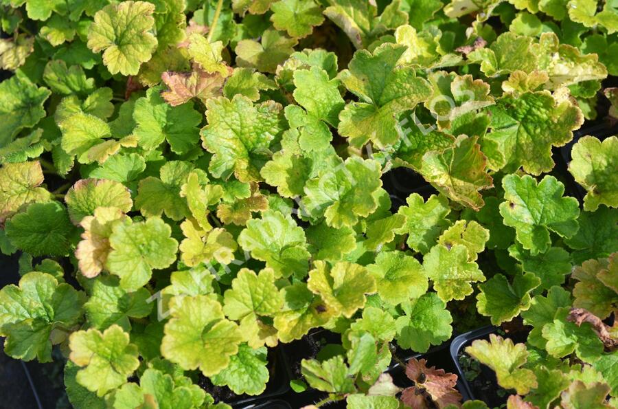 Trvalkový záhon do polostínu Barevná nezávislost - Barevná nezávislost