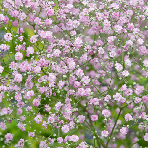 Šater latnatý - Gypsophila paniculata