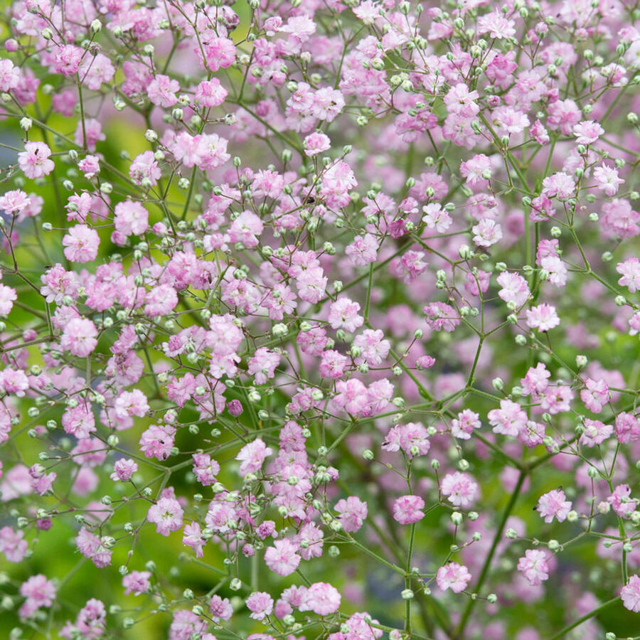 Šater latnatý - Gypsophila paniculata